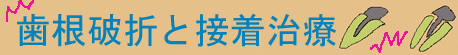 歯根破折と接着治療